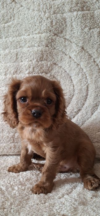 Cavalier Charles Spaniel samiec ruby