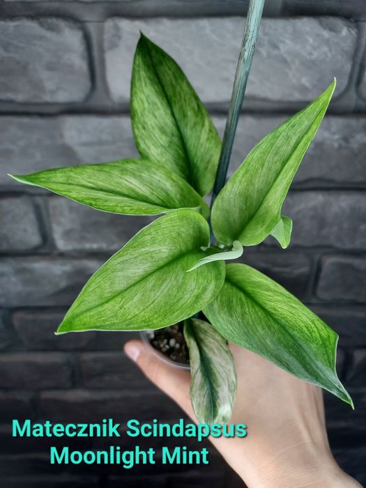 Scindapsus Moonlight Mint #1