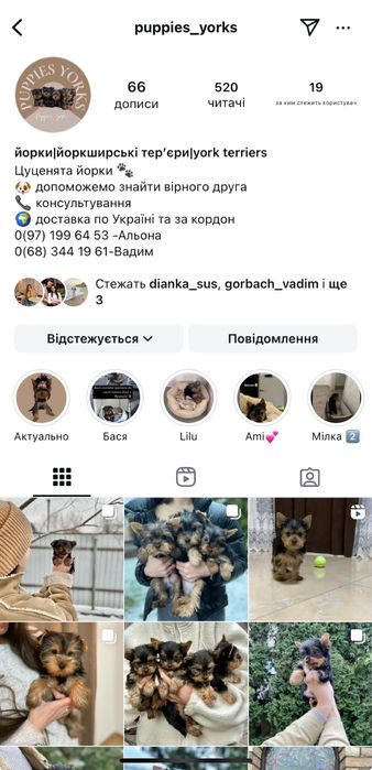 Йорчики хлопчики та дівчатка на свята)