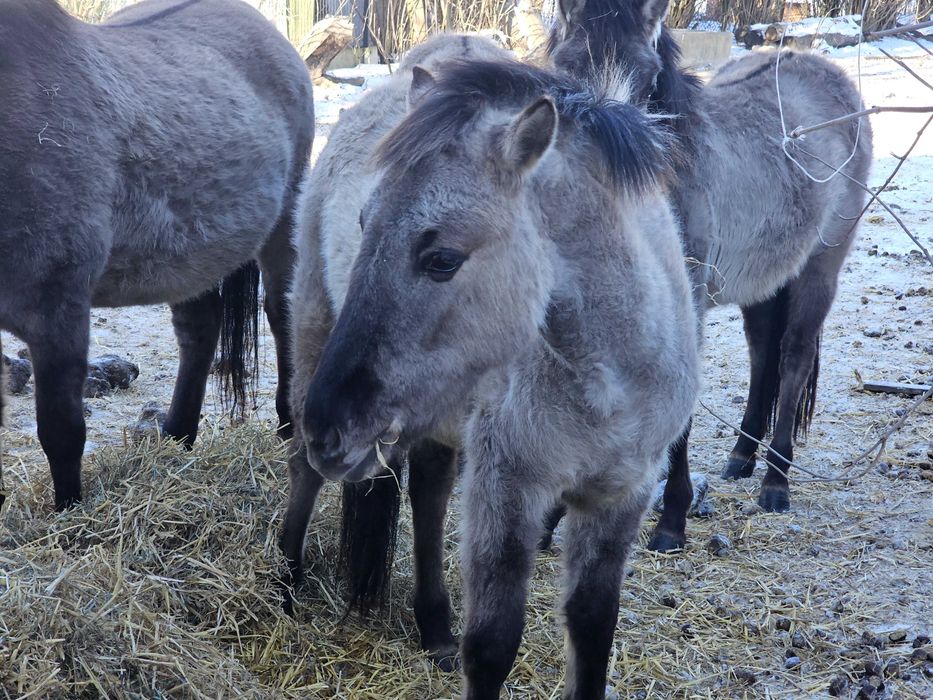 Klaczka konika polskiego 1rok po rodzicach z programu