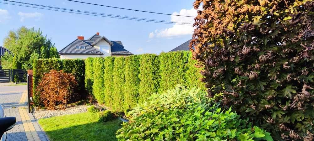 Usługi Ogrodnicze Trawniki Cięcie Przycinanie Thui Tuje