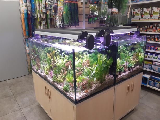 Labeo Albinos MASSON