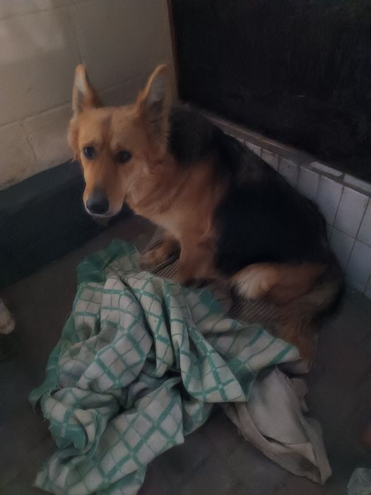 Отдам щенков в добрые руки