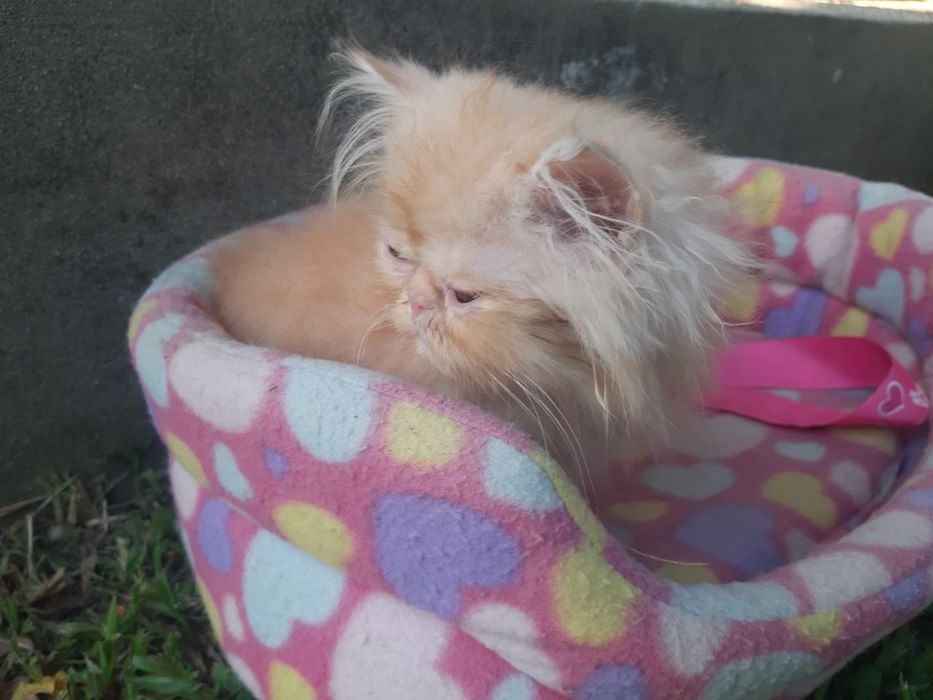 Gato persa laranja