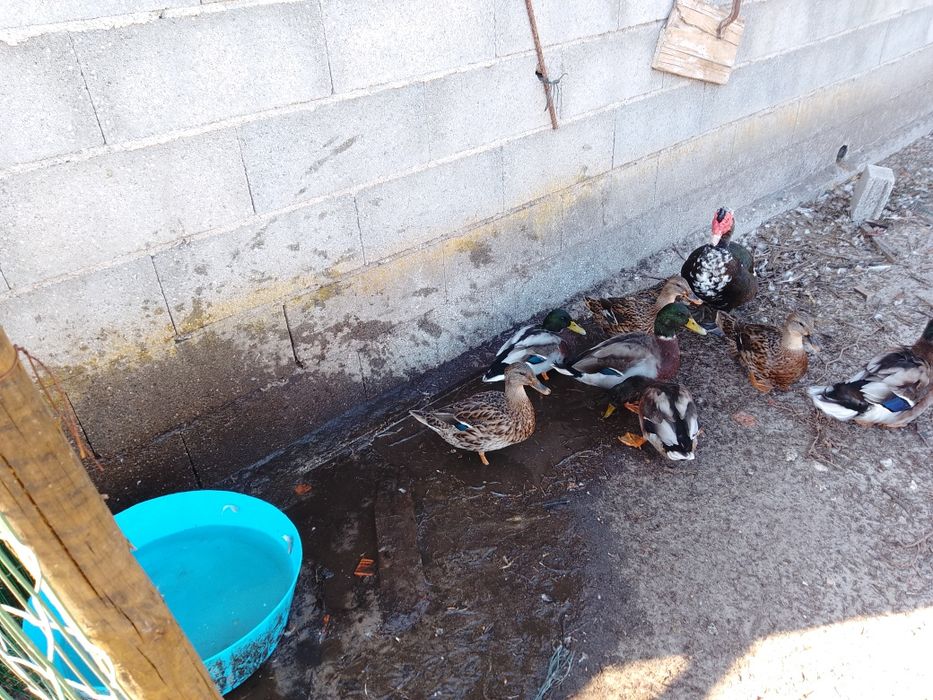 Vendo casal de patos