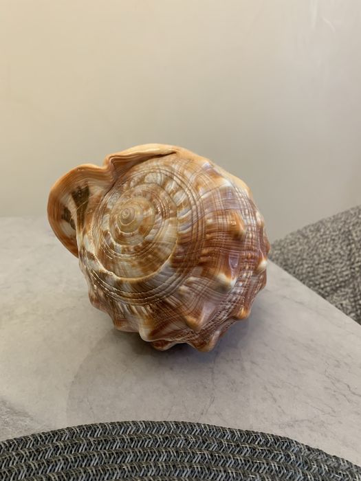 Морская ракушка из о.Маврикий