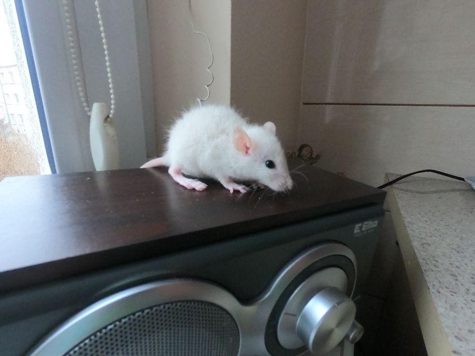 Szczury szczurki REX i DUMBO REX