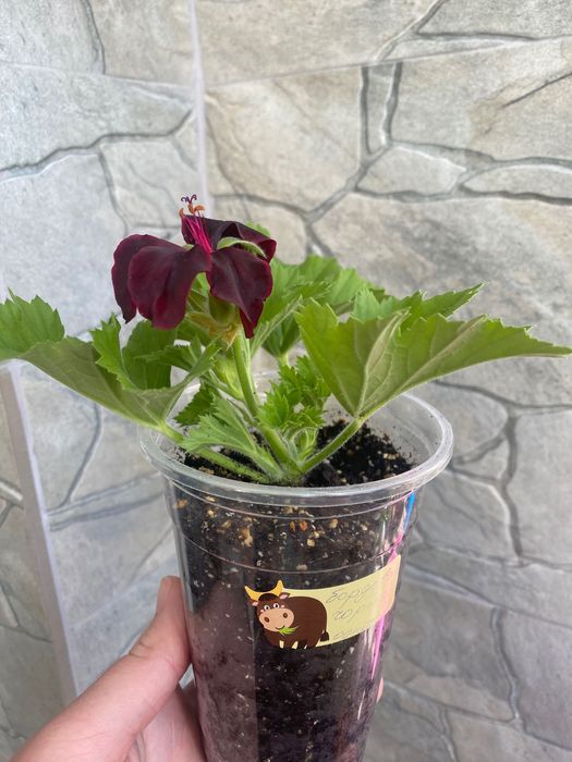 Бордово-чорна королівська пеларгонія