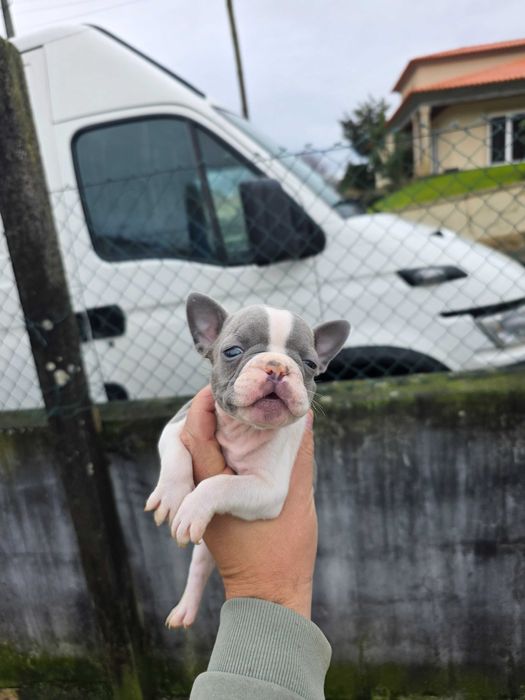 Bulldog frances blue pied femea