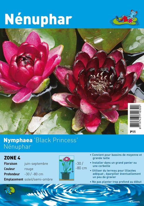 Nenufare Black princess