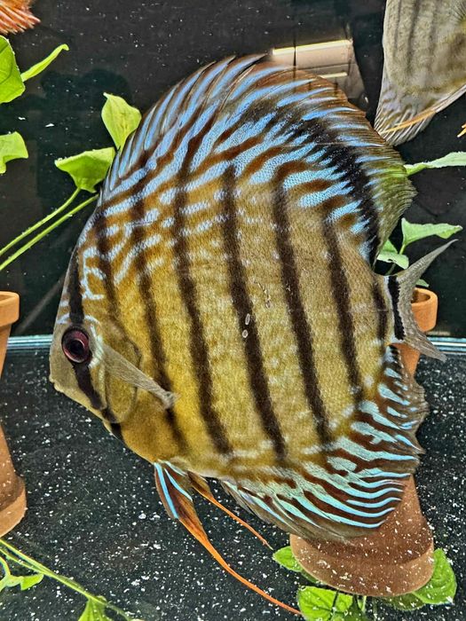 Dyskowiec samiec turkus