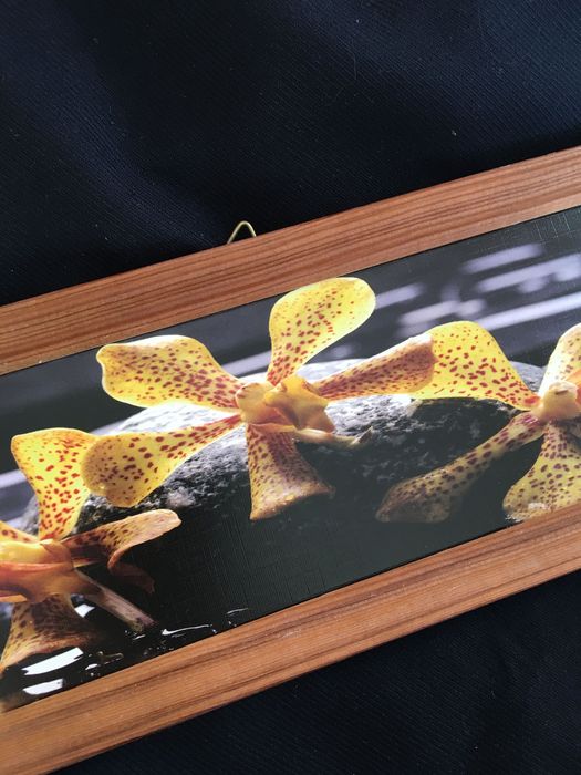 Obrazek, foto, storczyki 37,5x 12,5 cm