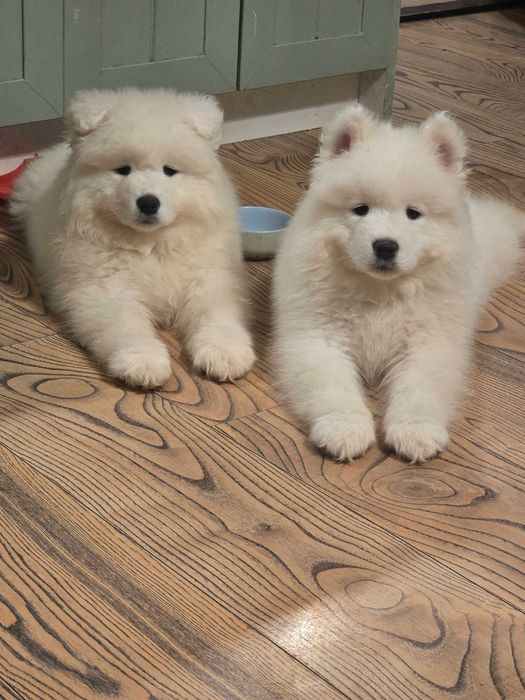 Szczeniaki Samoyed Suczki. Możliwy transport