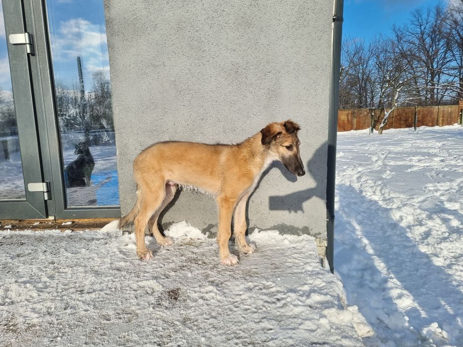 Цуценята псової борзої