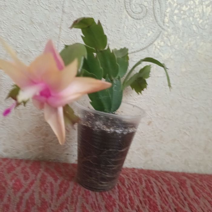 Квіти кімнатні.Різдвяник.