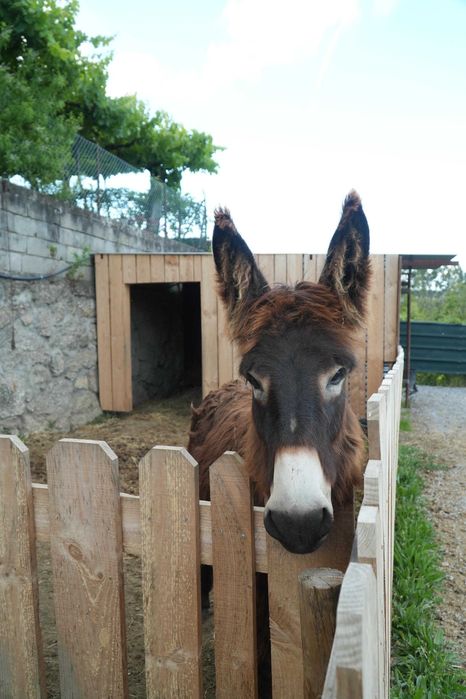 Quintinha de Sá_ Alojamento