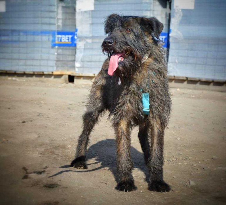 Kora - terierkowata, spokojna, fajna sunia do adopcji.