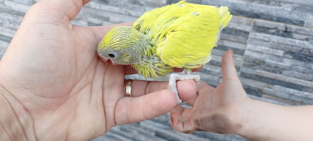 Ring Neck s diluídos para acabar de criar