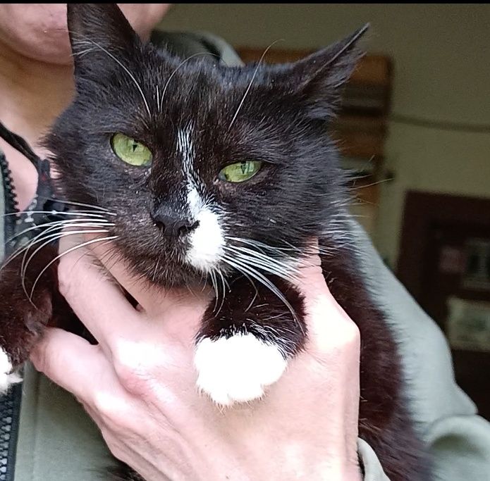 Кішка Герда 1 рік стерильна