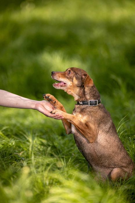 Mały, wrażliwy Snickers szuka domu pełnego spokoju i czułości