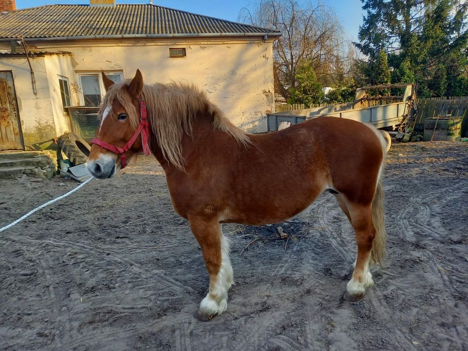 Sprzedam klacz sokólską