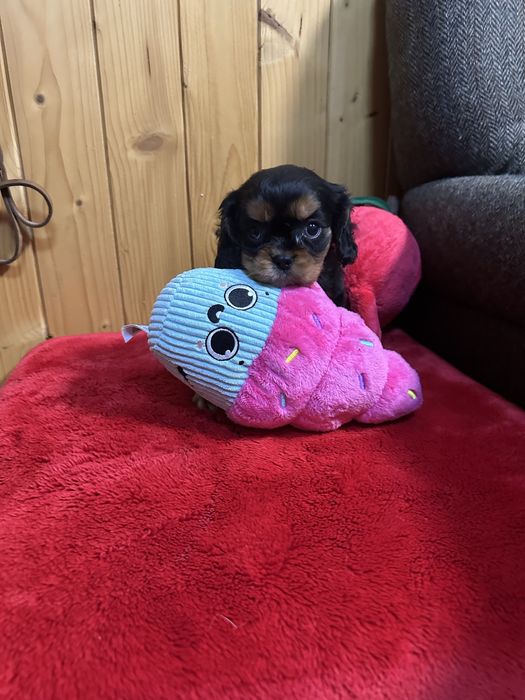 Cavalier king charles