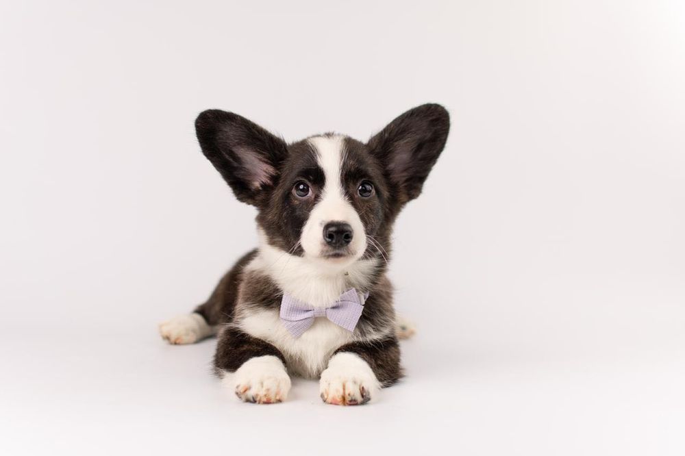 Szczeniak Welsh Corgi Cardigan – pręgowana dziewczynka