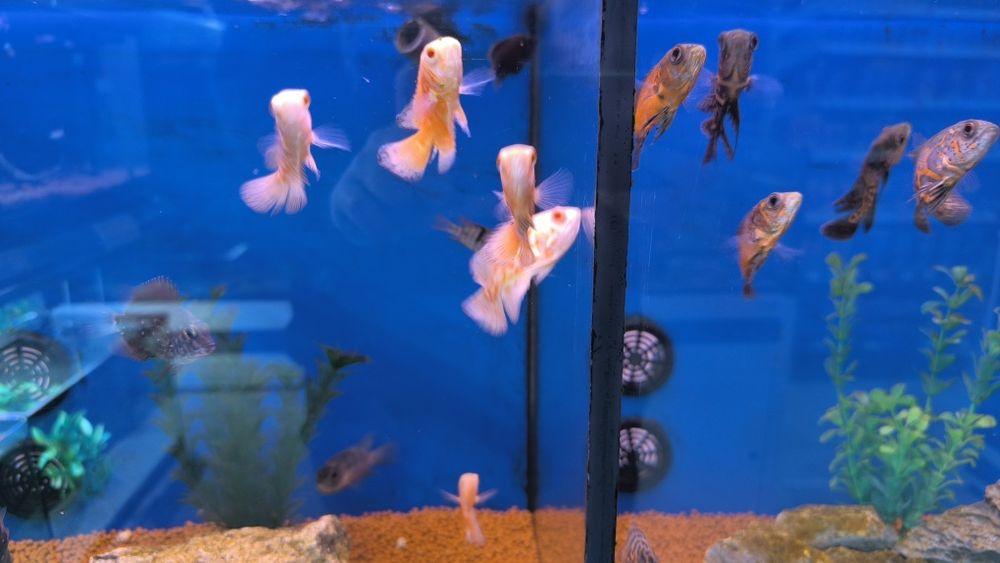 Óscares Sortidos TOP!