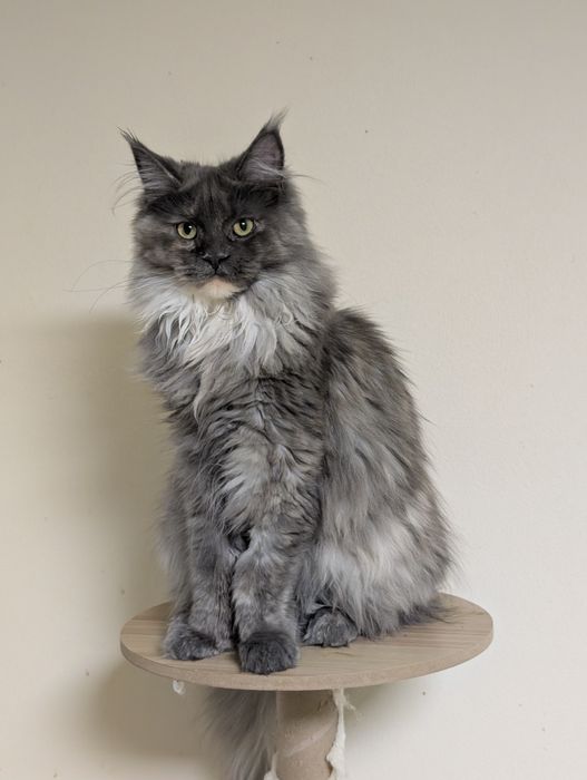 Aria niebieska szylkretka Maine Coon. Zapraszamy