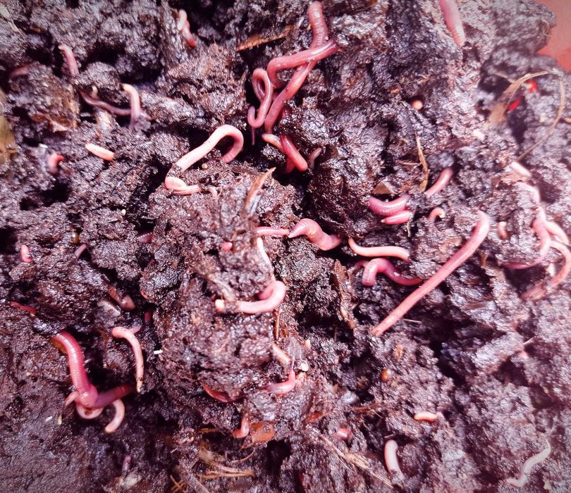 Minhoca vermelha da Califórnia