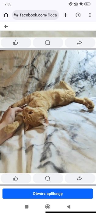 !! Kokos do pilnej adopcji!!