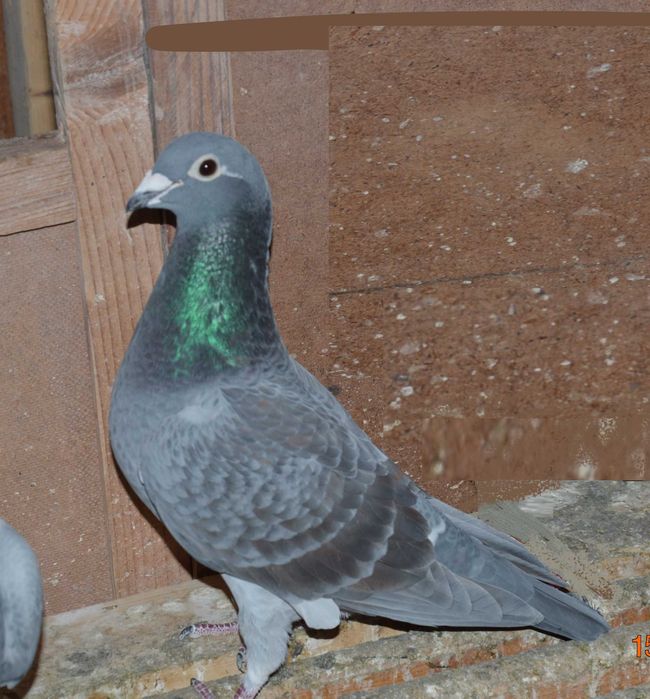 gołąb samiczka 40 konkursów