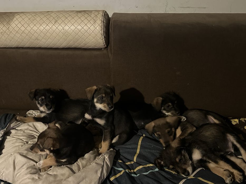 Wydam za darmo szczeniaki