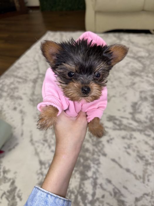 Йорки супер міні