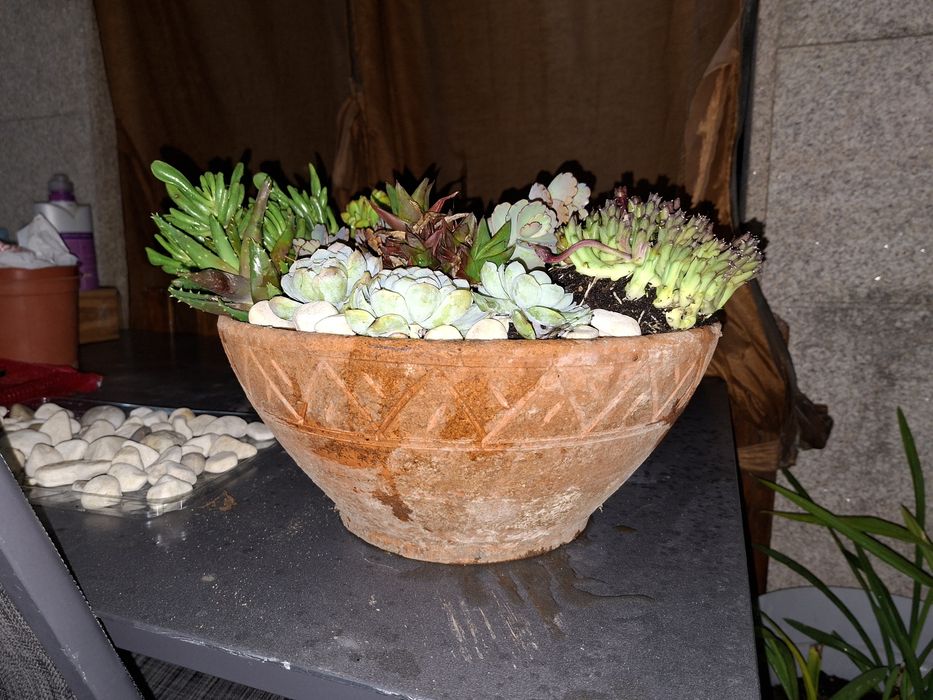 Vaso com suculentas