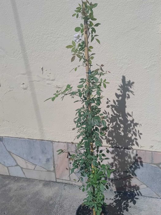 ROSA SANTA TERESINHA