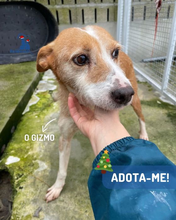 O Gizmo - cao de porte medio