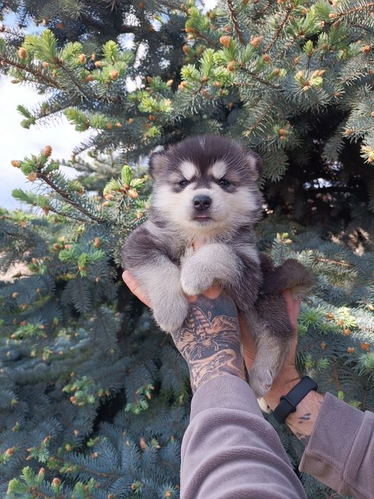 Хлопчик та дівчинка