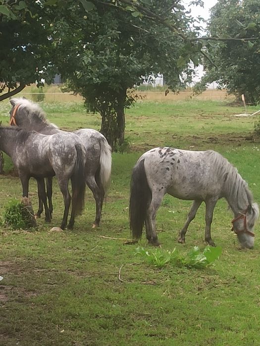 Klacze, kucyki, kuce