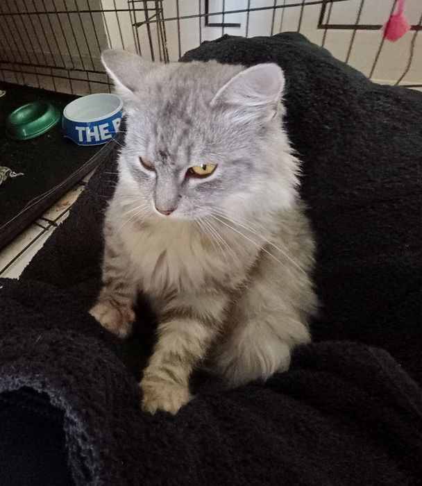 Pieszczoszka Chanel szuka domu