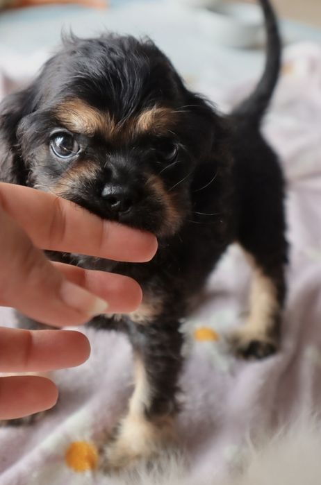Sunia Cocker spaniel amerykański FCI