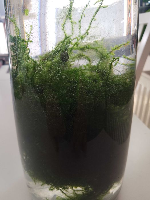 sprzedam rośliny akwariowe Głogów