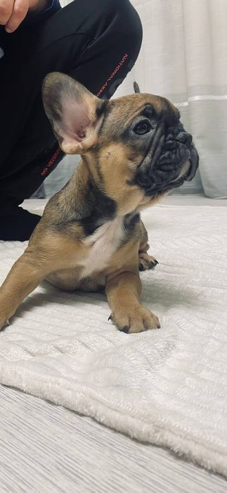 Французький бульдог