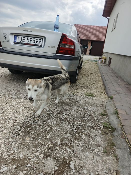 Oddam w dobre ręce
