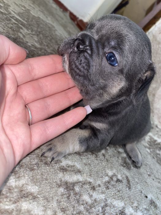 Французський бульдог