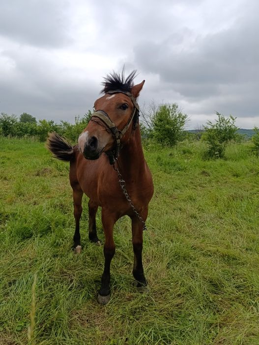 Продам коника огірця лошака