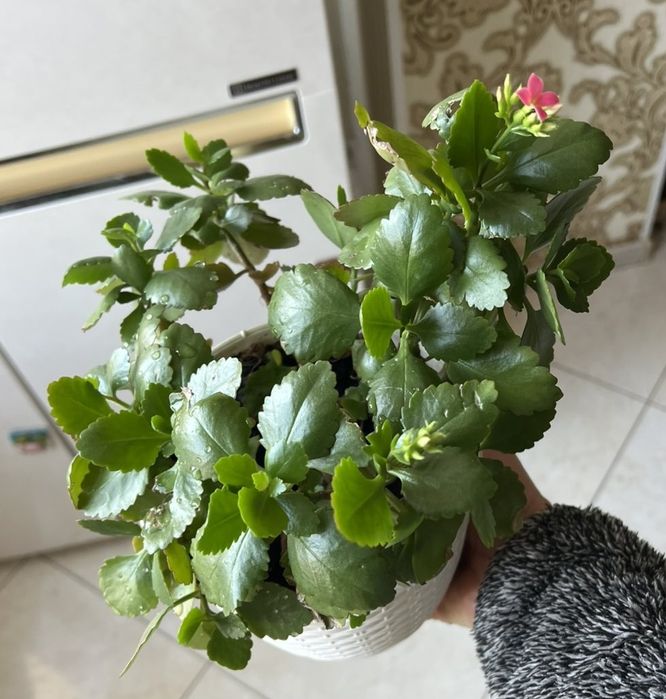 Каланхое Блоссфельда (Kalanchoe blossfeldiana)