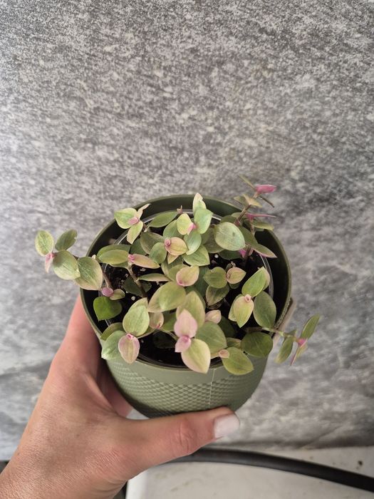 Колізія рожева, традисканція