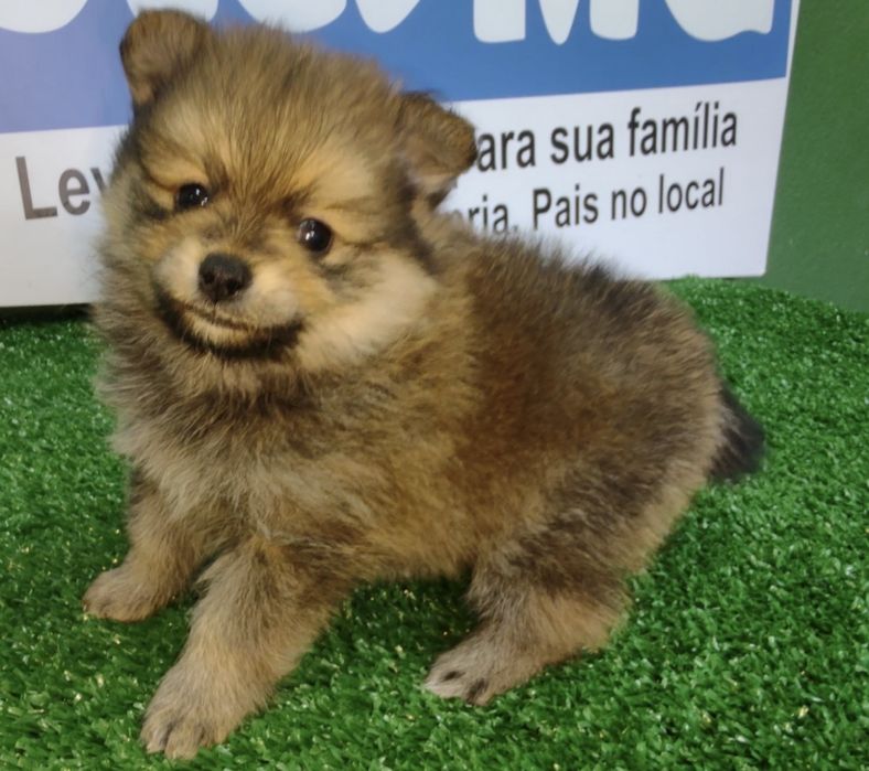Spitz alemao  menina