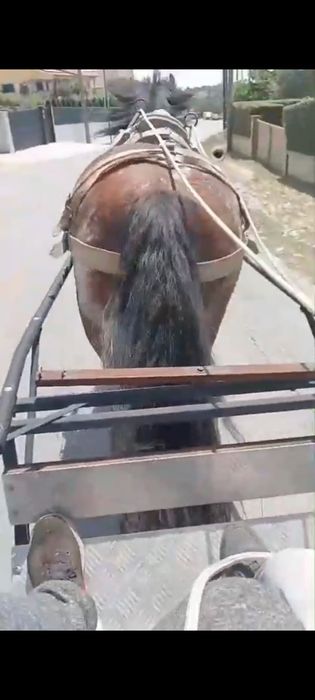 Cavalo bem montado e engatado